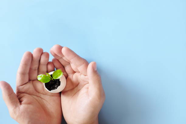 istock Top view of heart shape cupped hands holding a plant seedling in eggshell. Support and love organic farming, gardening, environmental conservation, zero waste, CSR and sustainable lifestyle concept. 1387960042