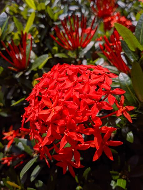 istock The red Saraca Indica flower blooms 1387960395