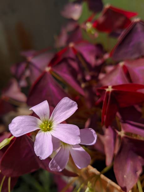 istock Light purple flower with 5 petals and leaves background 1387960401