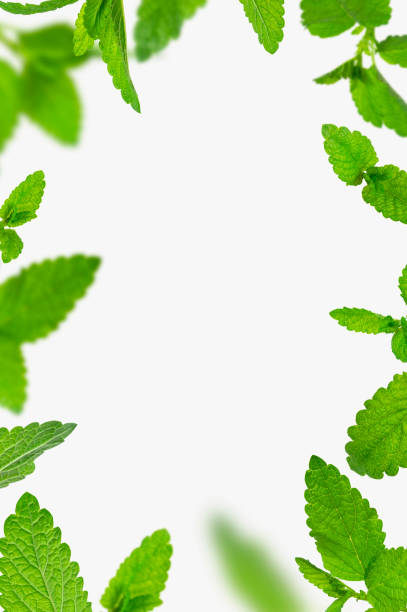 istock Fresh flying green mint leaves, lemon balm, melissa, peppermint isolated on light gray background flat lay. Mint leaf texture, pattern. Spearmint herbs. Tea ingredient. Ecology organic natural layout 1387961287