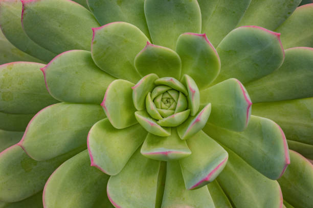 istock Echeveria succulent plant 1387962332