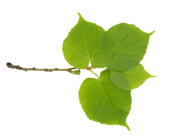 istock Linden tree branch isolated on white background. spring view 1387963500