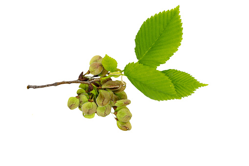 Elm tree branch with young spring leaves and seeds isolated on white background