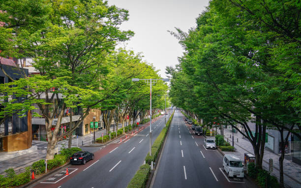 istock Harajuku Omotesando, Fresh green zelkova trees (Tani-ku, Tokyo) 1387963640