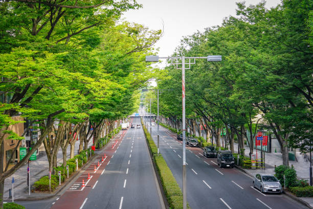 istock Harajuku Omotesando, Fresh green zelkova trees (Tani-ku, Tokyo) 1387963647