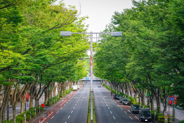 istock Harajuku Omotesando, Fresh green zelkova trees (Tani-ku, Tokyo) 1387963654