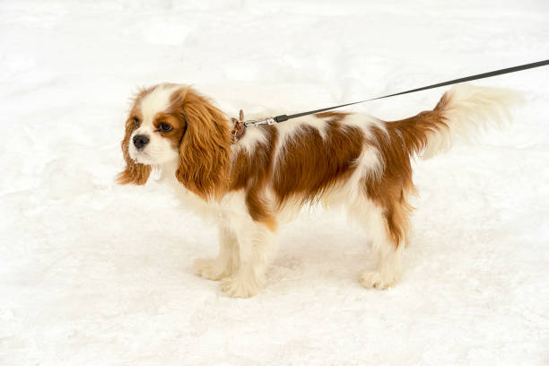 cavalier king charles spaniel cane all'aperto sulla neve. - cavalier foto e immagini stock