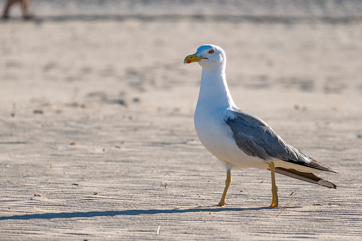 A portrait of a seagull in a sardinian beach