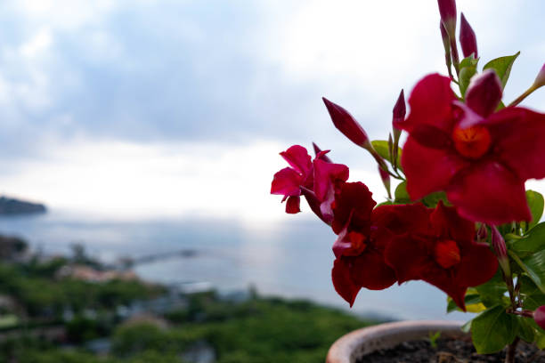 A hibiscus flower in a terrace of Tropea