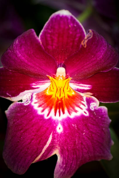 Orchidee Close up und Low key Aufnahme der Blüte einer violetten Orchideenblüte phalaenopsis orchidee stock pictures, royalty-free photos & images