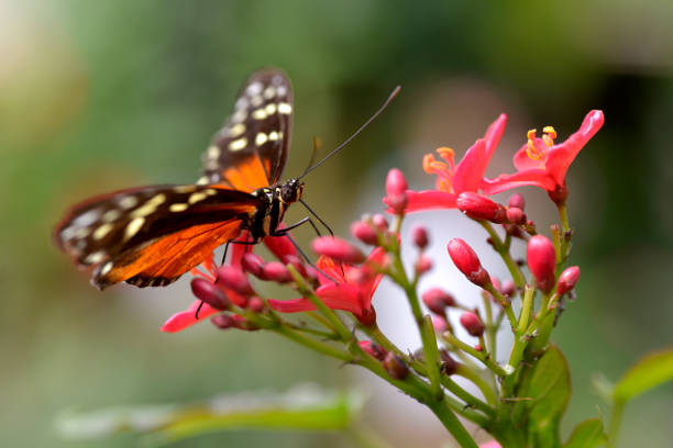 istock Tiger Longwing butterfly (Heliconius hecale) feeding on red flower 1387965010