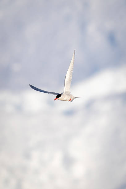 istock Antarctic tern passes iceberg with wings raised 1387965941