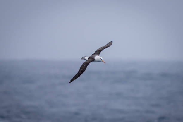 istock Black-browed albatross flies with wings spread diagonally 1387966061