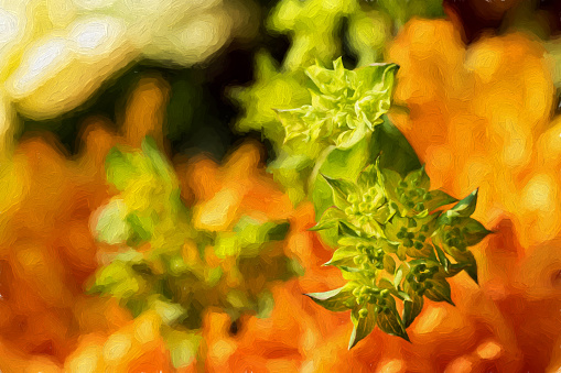Digital painting of a sprig of spurge in a natural garden setting with shallow depth of field.