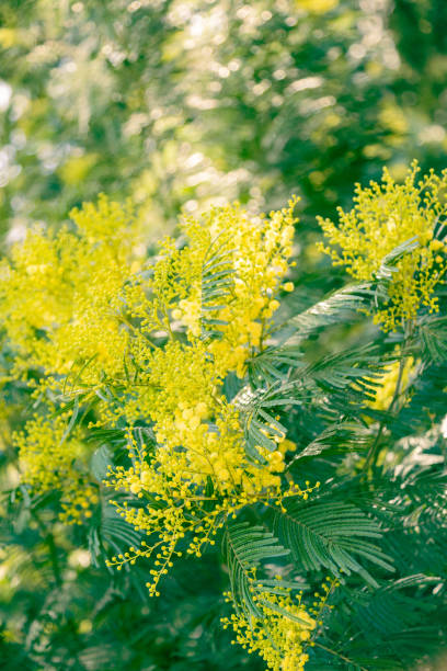 istock Yellow mimosa blossoms 1387966286