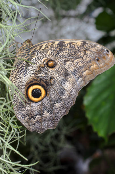 istock Butterfly sitting on a tropical plant 1387967212