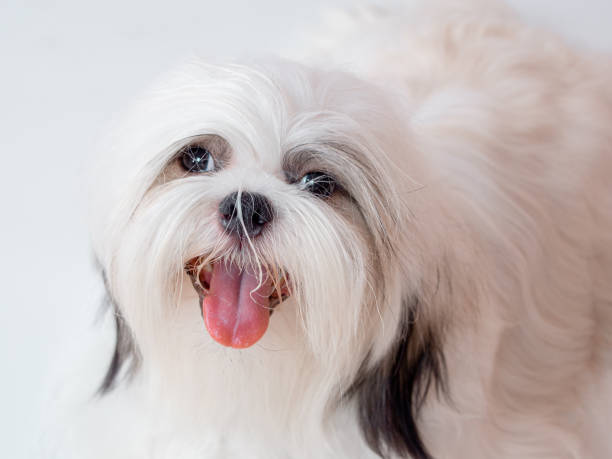 Shih Tzu Puppy
