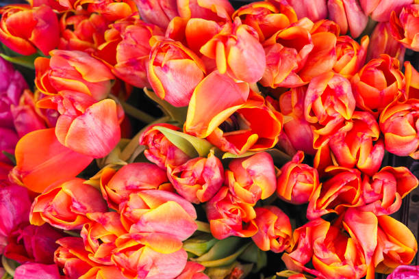 아름다운 신선한 튤립. 아름다운 빨간색과 노란색 튤립의 그룹, 상단 보기 - double tulip 뉴스 사진 이미지