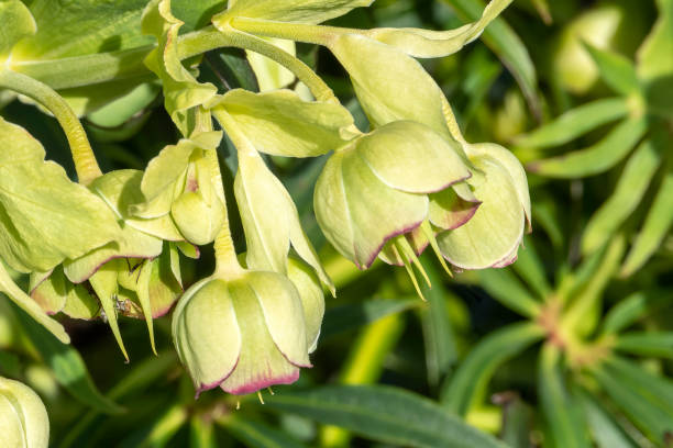 istock Helleborus foetidus 1387968339