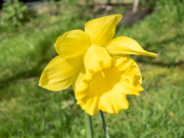 daffodils (narcissus) - daffodil winter narcissus yellow single flower fotografías e imágenes de stock