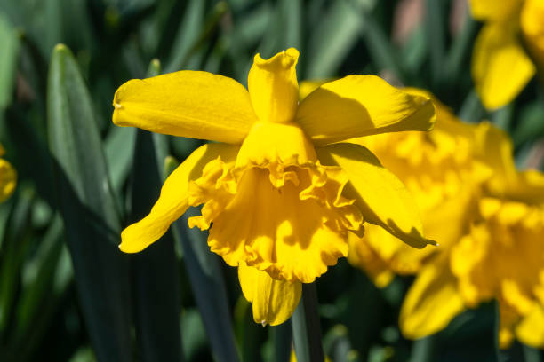 narciso 'mando' (narciso) - daffodil winter narcissus yellow single flower fotografías e imágenes de stock