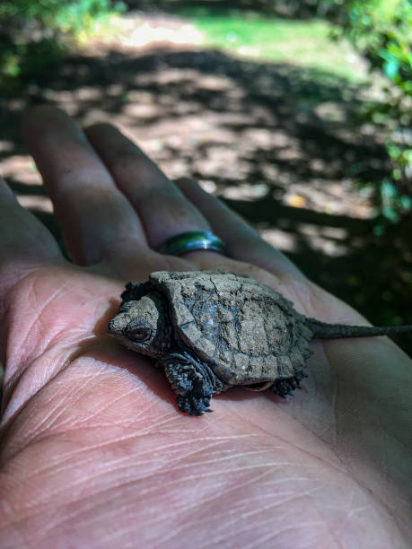 istock A baby snapping turtle in the palm of a hand 1387970357