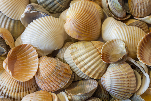 Textured background of a nice light tone from seashells with lines