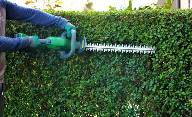 Photo of A gardener wearing safety gloves leveling a shrub fence with a cordless hedge trimmer.