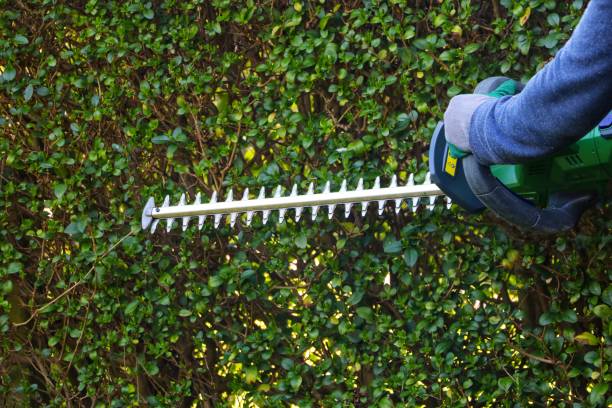istock Cutting shrubs with a cordless hedge trimmer. 1387972501
