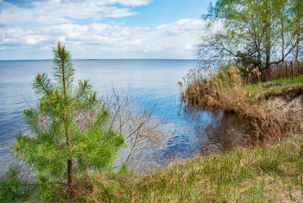 istock Charming landscape on a sunny spring day. A small pine, reed and birch on the winding shore of the water, which reflects the spring blue sky with thick clouds. 1387972508