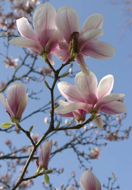 Detail of a blooming magnolia tree stock photo