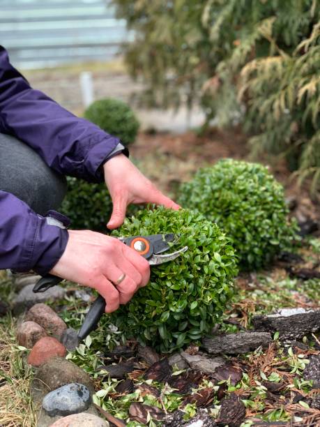 istock Woman cutting buxus shrub with hand shears. 1387974112