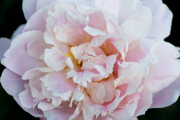 istock abstract peony flower texture nature background 1387974244