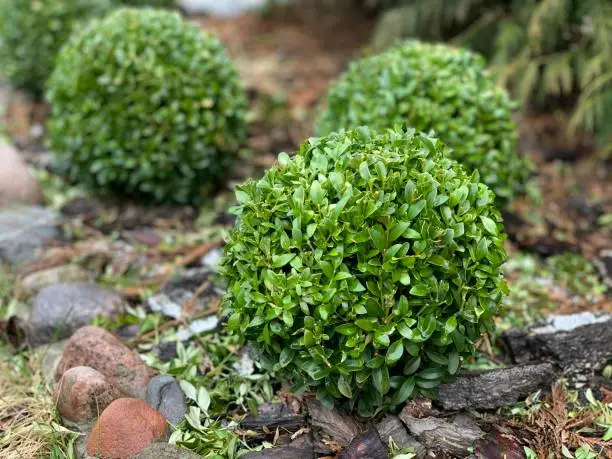 Photo of A boxwood bush grows in a flower bed. Evergreen shrub.