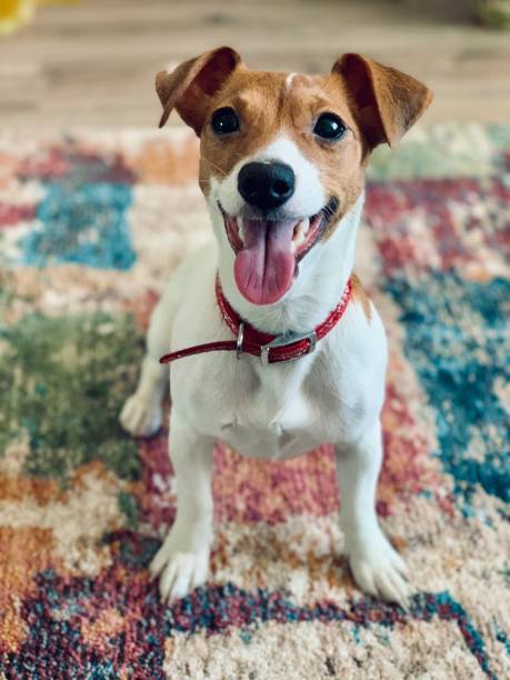 istock Jack Russell Terrier dog is sitting on the carpet. 1387974784