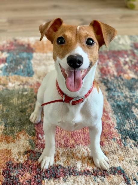 istock Pet dog jack russell terrier. 1387974787