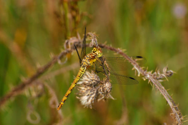 A well focussed female Black Darter perched on vegetation with a natural blurred background. A close-up with plenty of detail.