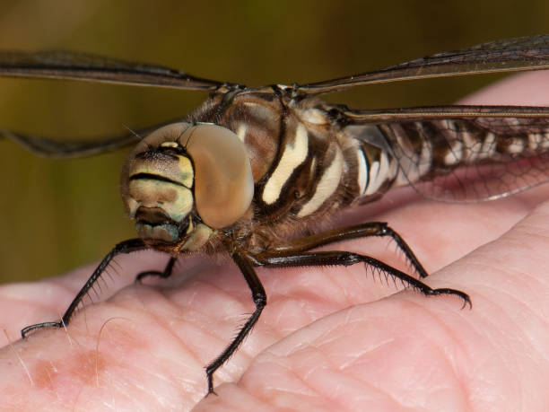 istock Migrant Hawker Dragonfly, Aeshna mixta. 1387976905