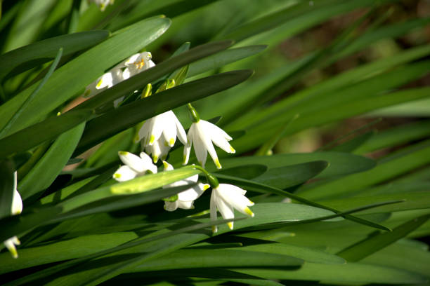 istock Star of Bethlehem 1387976957