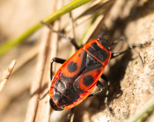 istock Redbug on the stone. Macro shot of wildlife 1387977014