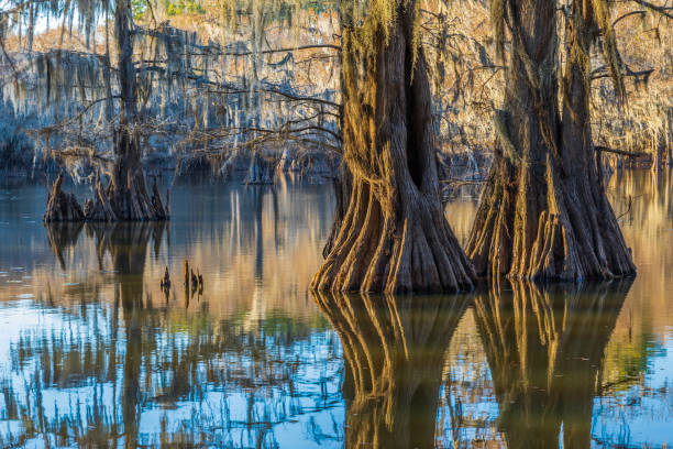 caddo lake, tx - lago caddo - fotografias e filmes do acervo