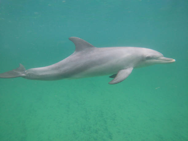istock Bottle-nosed dolphin swimming in the sea 1387977280