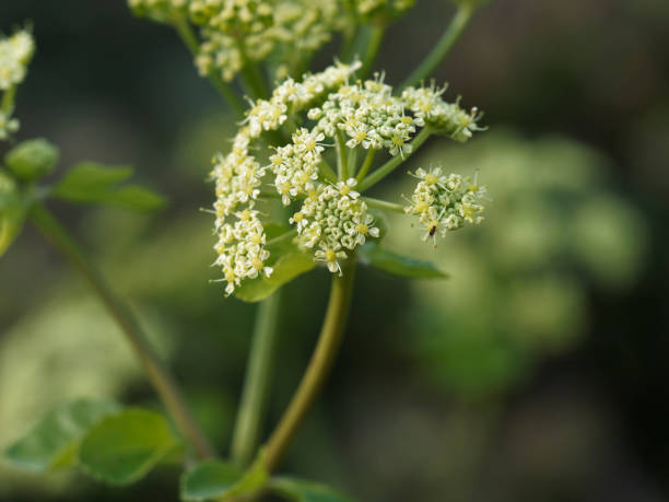 angélique norvégienne, angelica archangelica, plante bisannuelle de la famille des apiaceae, dont une sous-espèce est cultivée pour ses tiges et racines comestibles doucement parfumées - angelica herb plant organic photos et images de collection