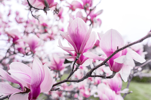 Rama de magnolia rosa primer plano photo