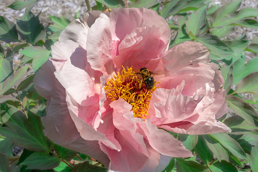 Bee on pistils with stamens on a pink peony flower in the garden