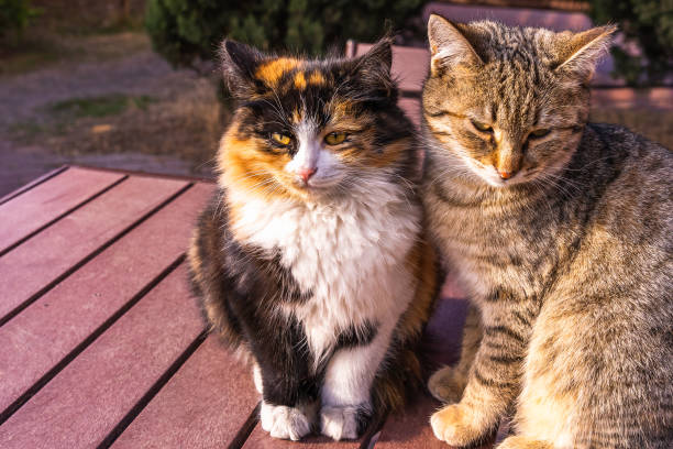 istock Two kittens on a table in the garden 1387979617