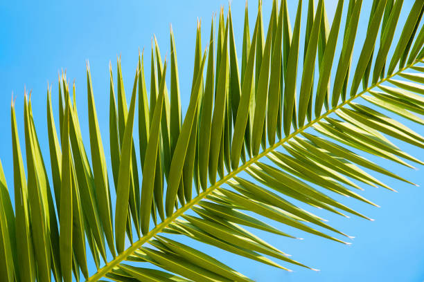 istock Coconut leaf close-up on a blue background. 1387981329