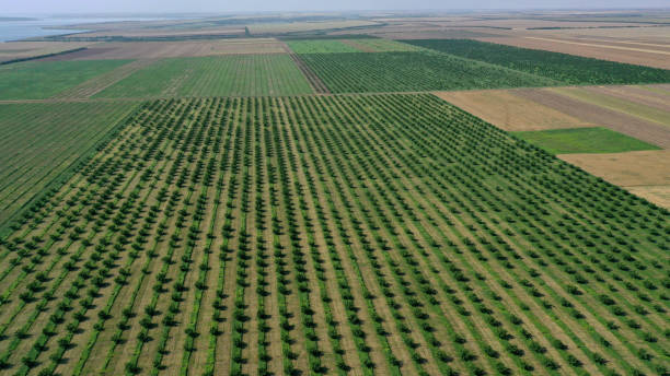 istock aerial view over agricultural gardens in spring time 1387982041