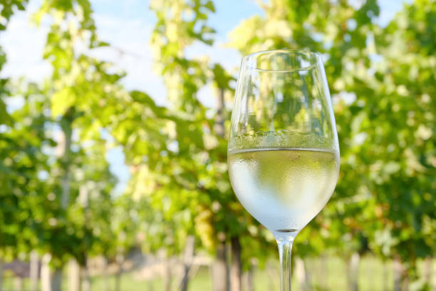 A glass of white wine in front of a vineyard stock photo