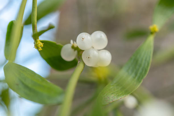 istock Mistletoe fruit (Viscum album), parasitic plant attached to a tree. 1387983274